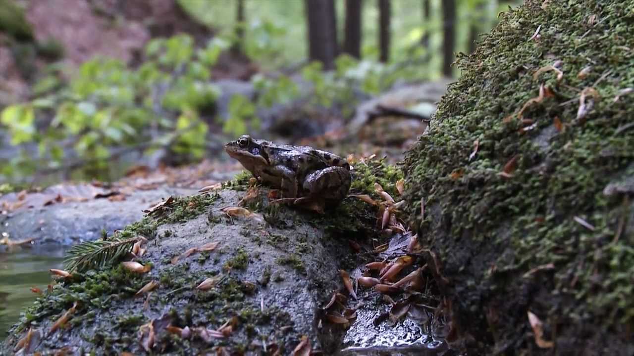 "The Forest and Water" / "O lese a vodě"