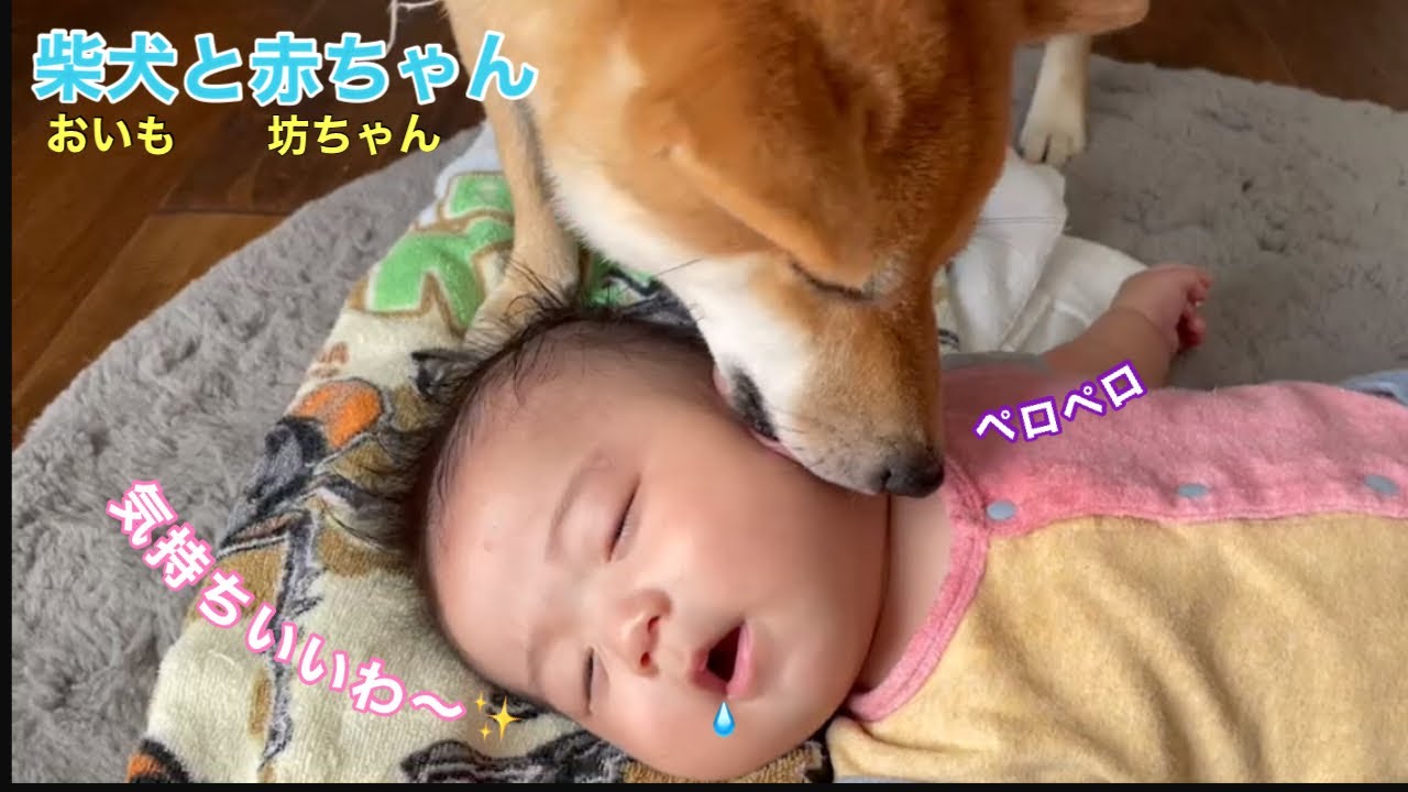 柴犬にペロペロされて気持ち良さそうな赤ちゃん