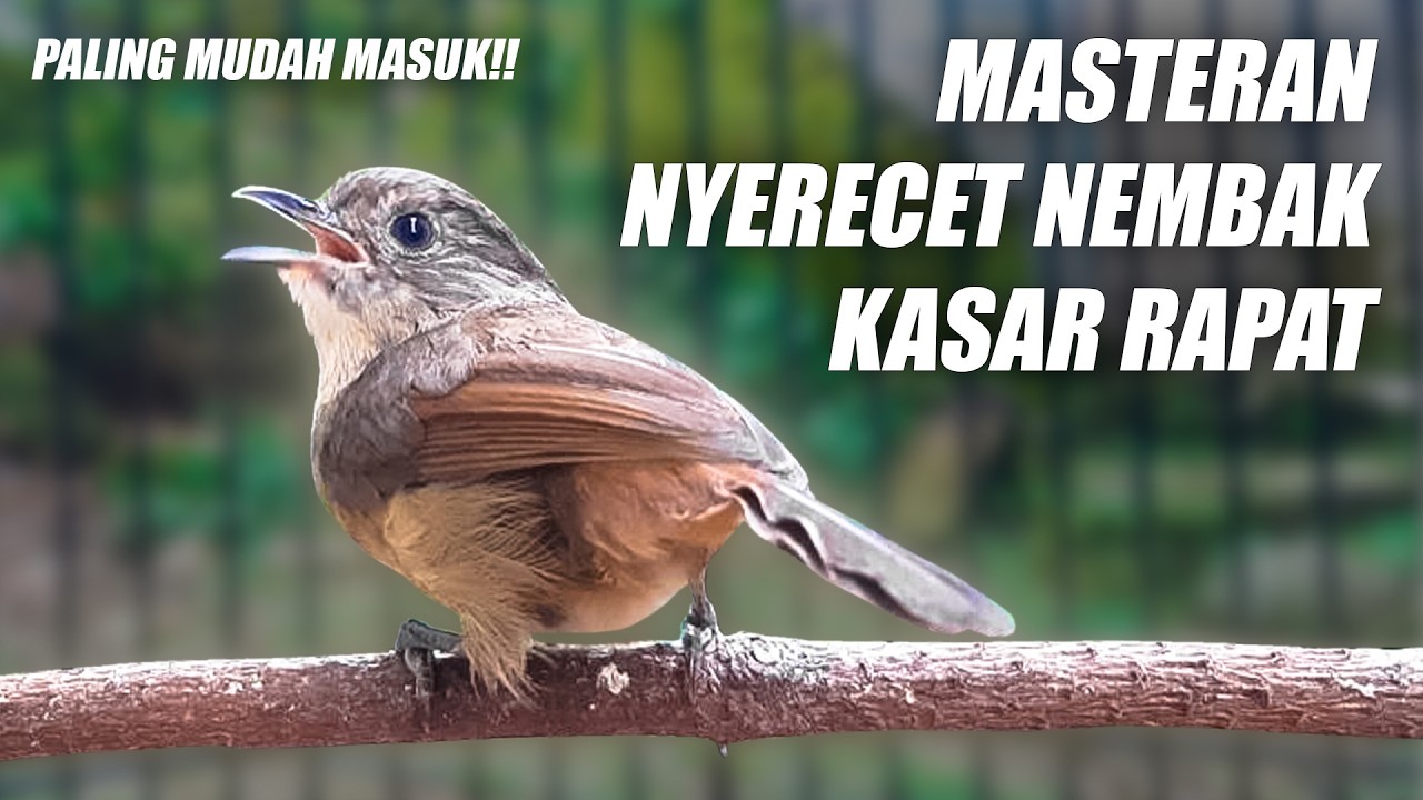 MASTERAN FLAMBOYAN FULL NGEBREN NYERECET BESETAN NEMBAK NGEROLL DURASI PANJANG NON NYIUL & NYULING
