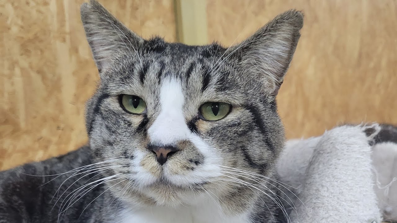 【Sunday  Night  ニャンコニュース…🐱】Smile to Heart 【譲渡型保護猫カフェ】ねこまる がライブ配信中！