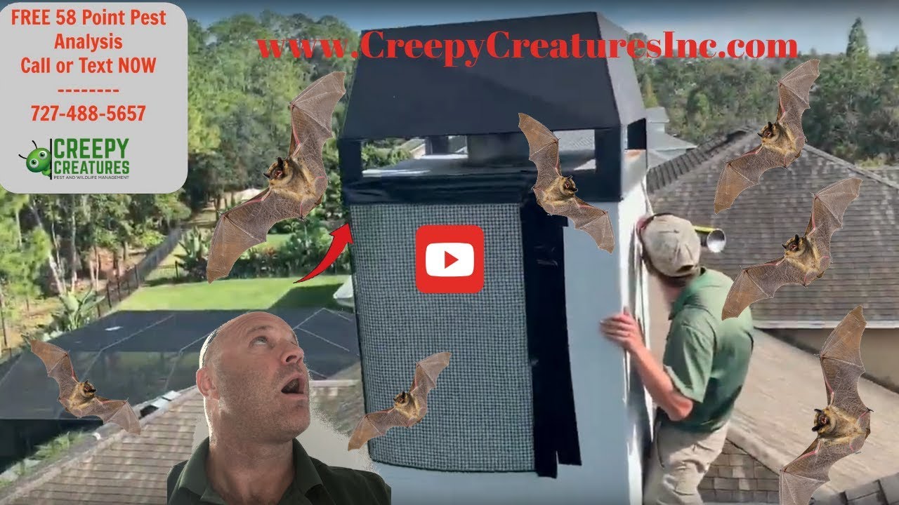 Professional Humane Bat Removal In Clearwater, FL