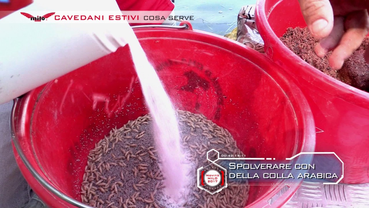 MILO Cavedani Estivi