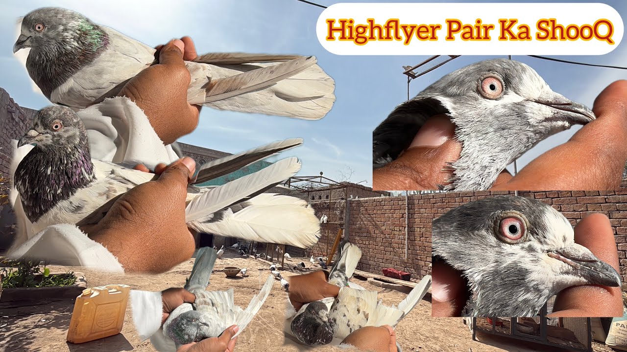 Top Quality Highflyer New Pair Ka ShooQ Kiya 13 February 2026 | KHAKHI PIGEONS