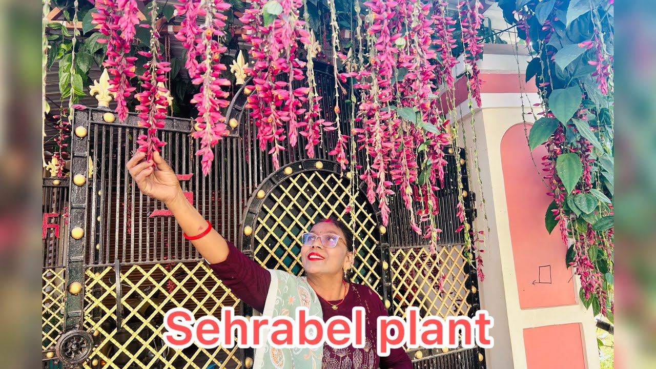 Sehra Bel| Thunbergia plant| Winter flowers | hanging flowers #plant#hangingplant#indoor#flowers