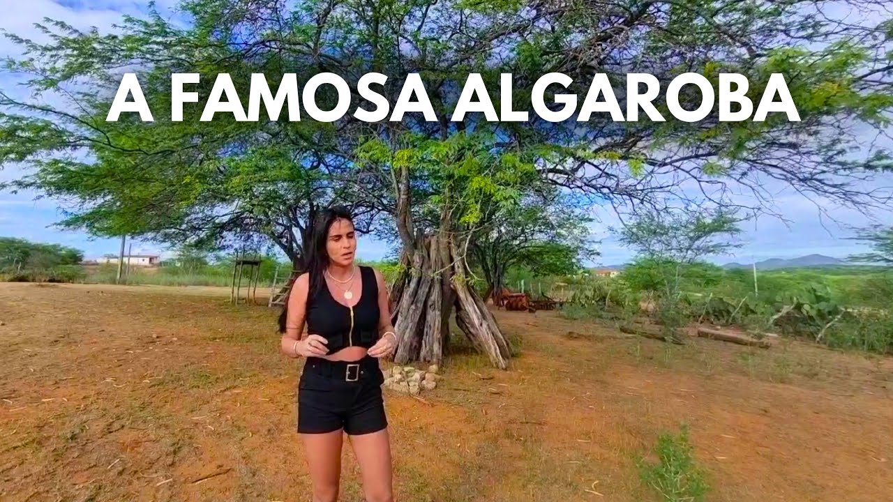 TUDO SOBRE A PLANTA ALGAROBA - Prosopis juliflora