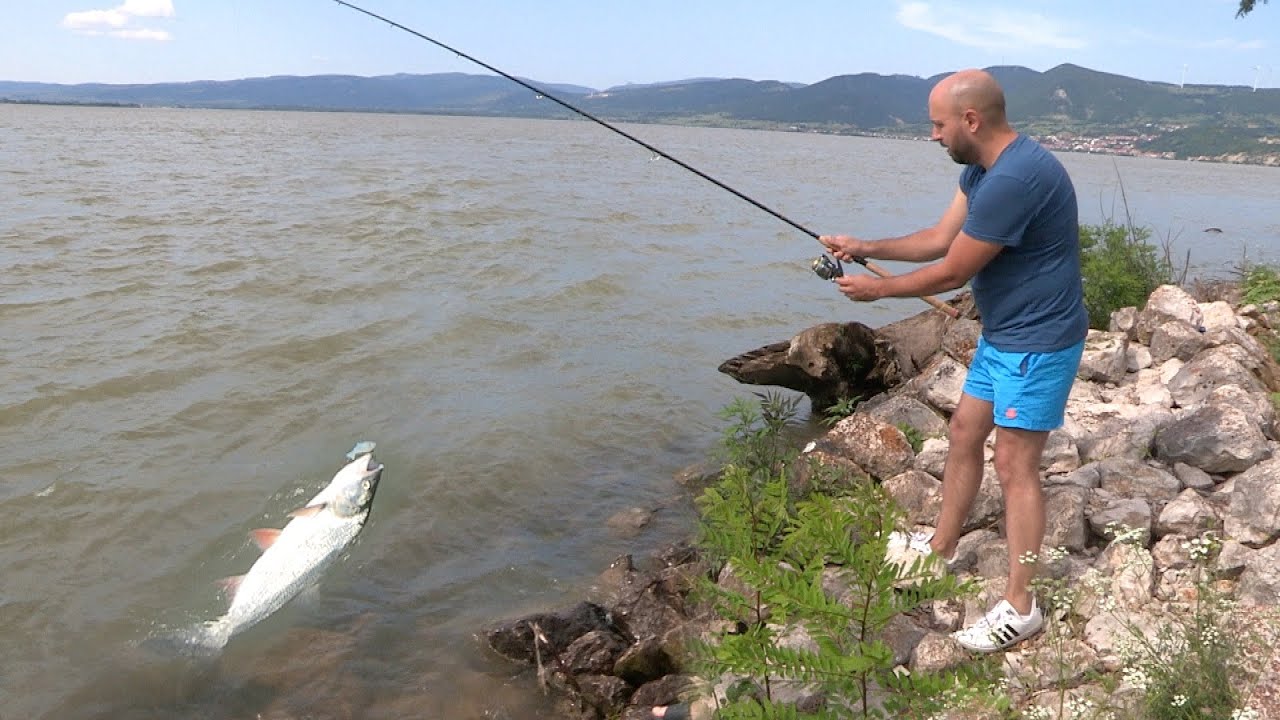 Pecanje na Dunavu - Som, smuđ, šaran, bela riba - Dunav od Srebrnog jezera do Golupca