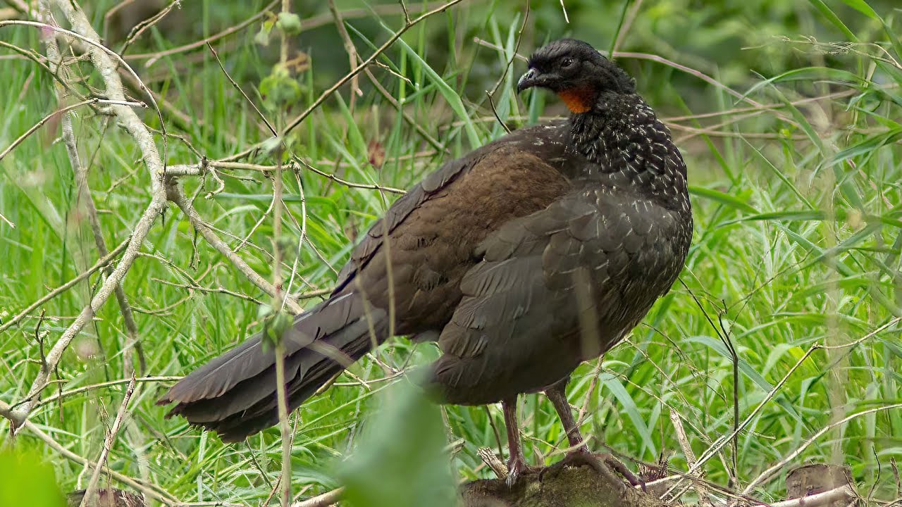 2022-02-17  A Birding Adventure in Argentina (Lee Harding)