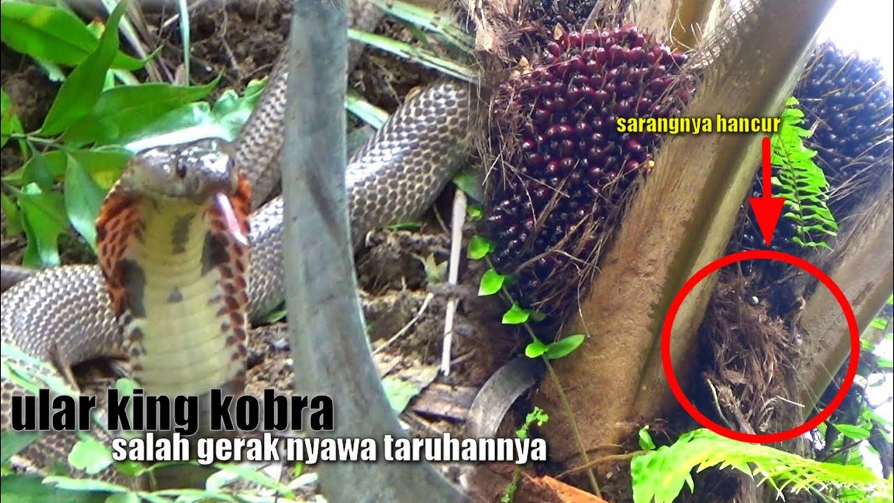 MENEGANGKAN...😱 PANEN SAWIT PENUH PELPAH KERING || JADI SARANG ULAR KING KOBRA