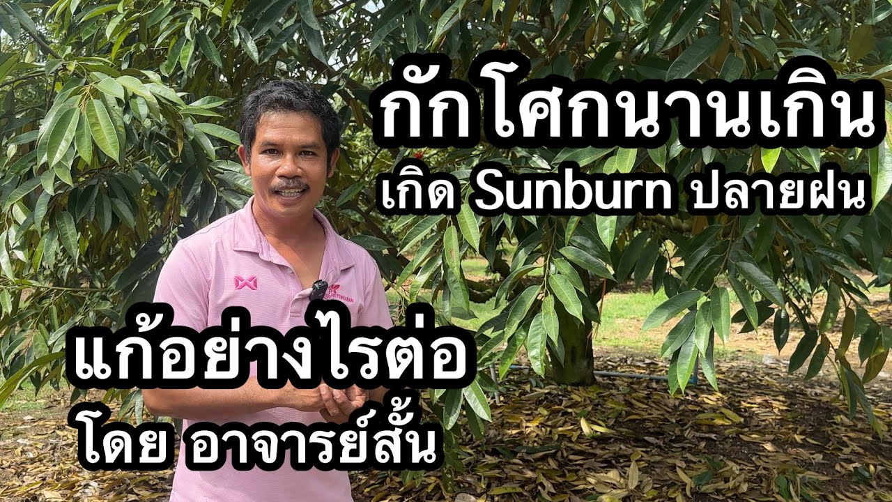 กักโศกนานเกิน เกิด Sunburn ตอนปลายฝน ความชื้นสัมพัทธ์ในดินมีปัญหา แก้อย่างไร | อาจารย์สั้น
