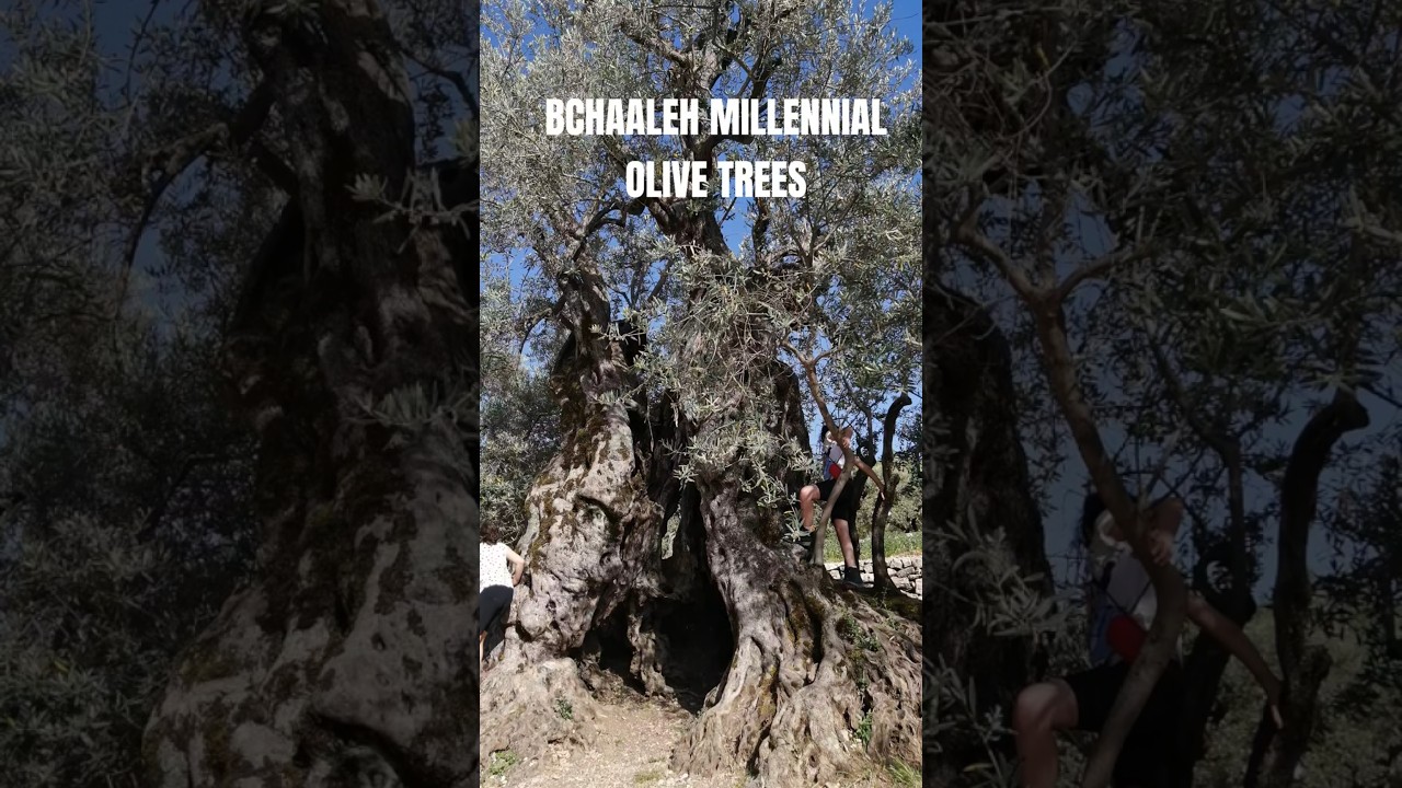 Bchaaleh millennial olive trees 