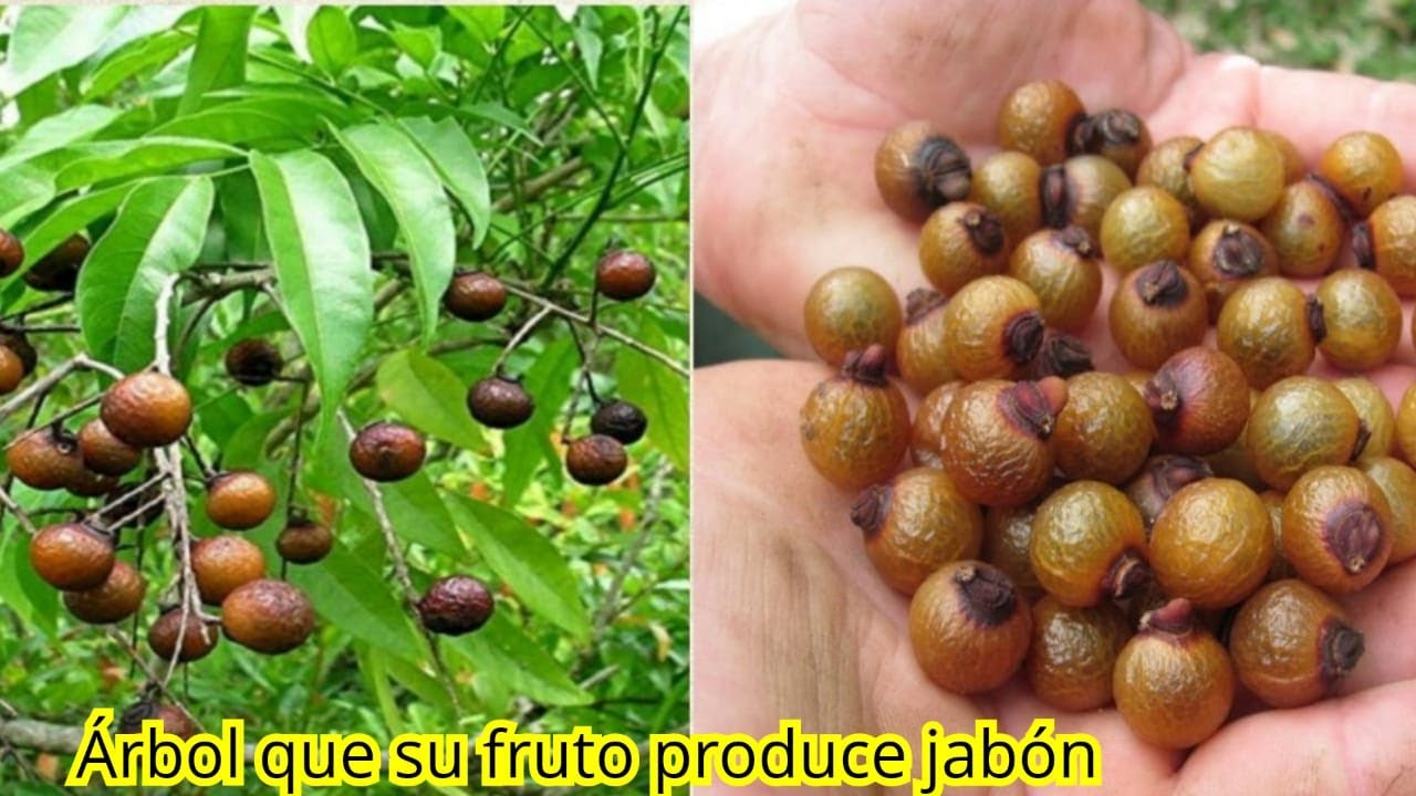 conoce el famoso árbol que su frutos producen jabón para lavar el cabello y ropa