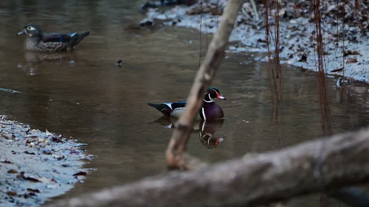 A Morning on the Creek