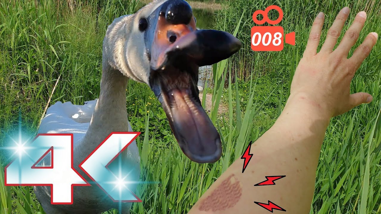 I got a swan bite bruise - Hissing Swan Family 4K video 008