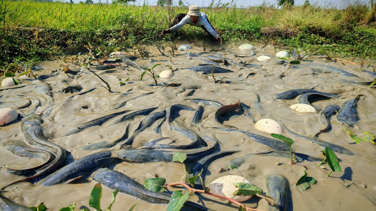 Wow wow unique! A fisherwoman catch fish a lot and pick eggs duck in the grass at rice field 