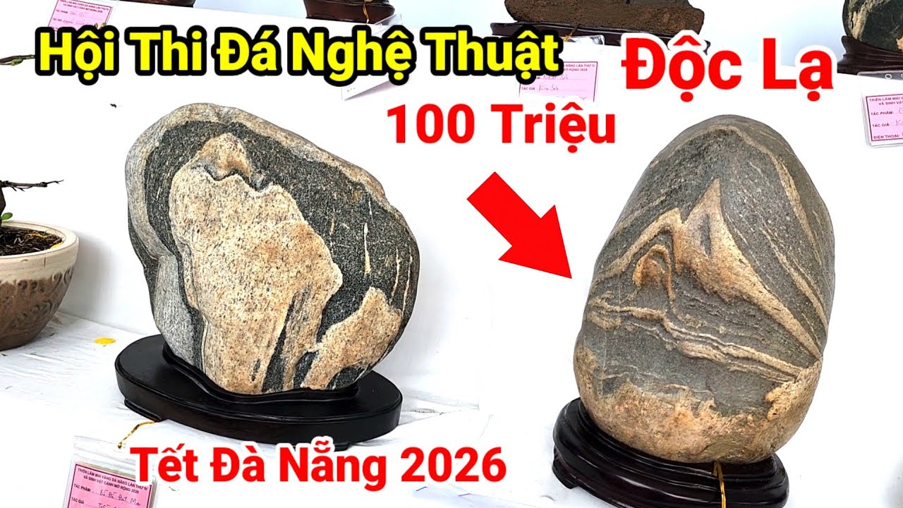 Đầy Kịch Tính Hội Thi Đá Cảnh Nghệ Thuật Đà Nẵng | Triển Lãm Hội Hoa Tết 2026 Tại Đà Nẵng 