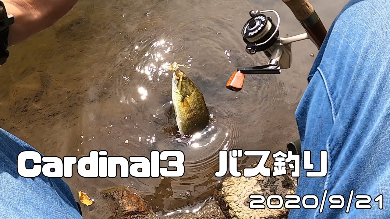 かっこいいリール使ってバス釣り 【オールドリールカーディナル3】20200921
