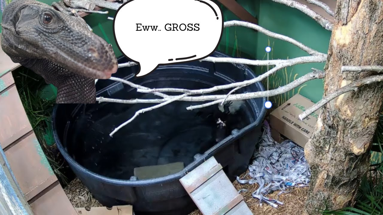 Water Monitor- Goose Livestream Highlights 1