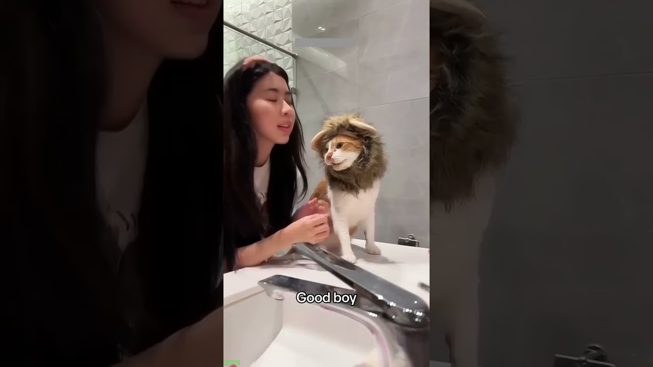 Funny Pets 🐱 #cat 😻 # Part 6332