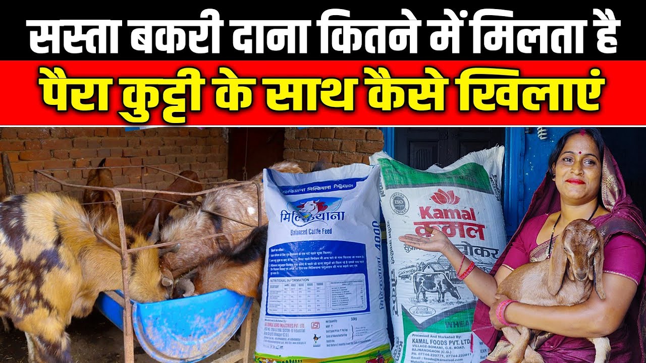 बकरी के लिए दाना चारा कितने में‌ मिलता है?।Bakri Ke liye Dana kaise Banayen।#omprakashausar