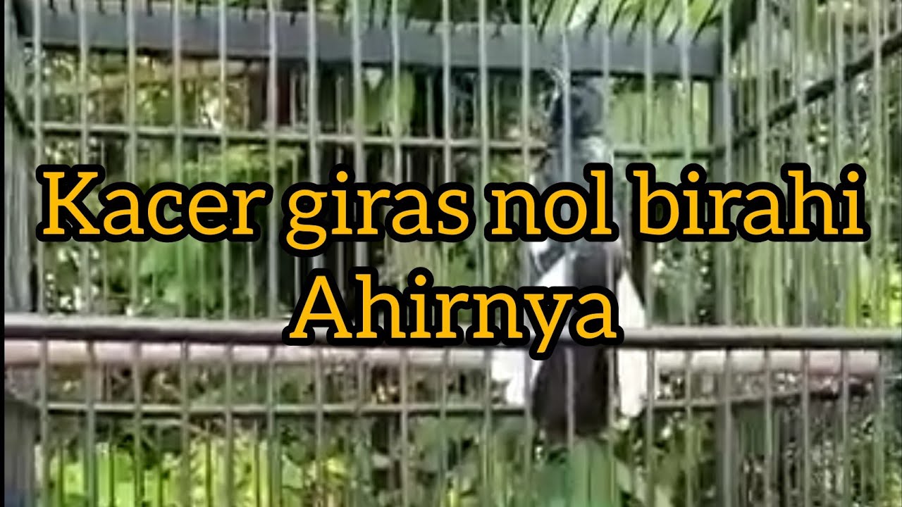 Kacer giras gak ada birahi