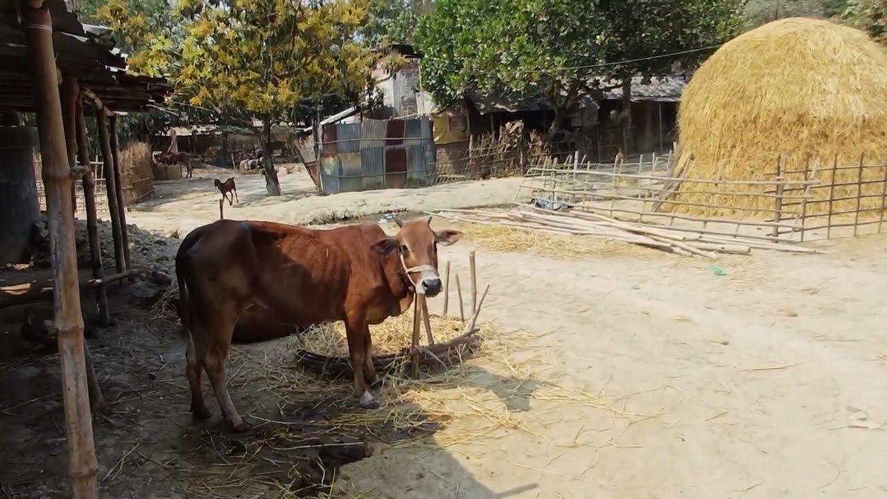 বাঁশ ঝাড়ের নিচে গরু বাঁধার জায়গা। RS Minu Agro