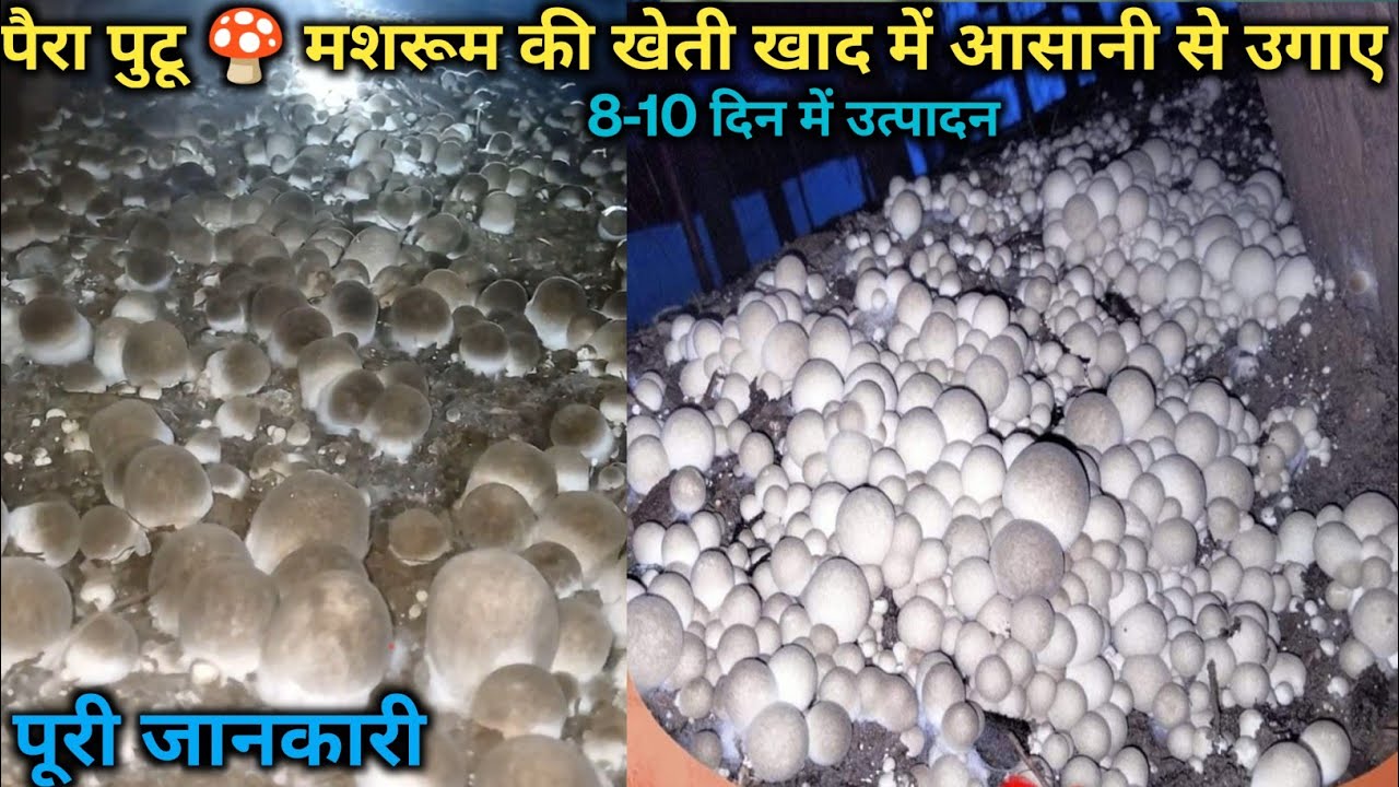 पैरा पुटू 🍄 मशरूम की खेती खाद में | paira putu mushroom ki kheti khad me | paddy straw mushroom cult