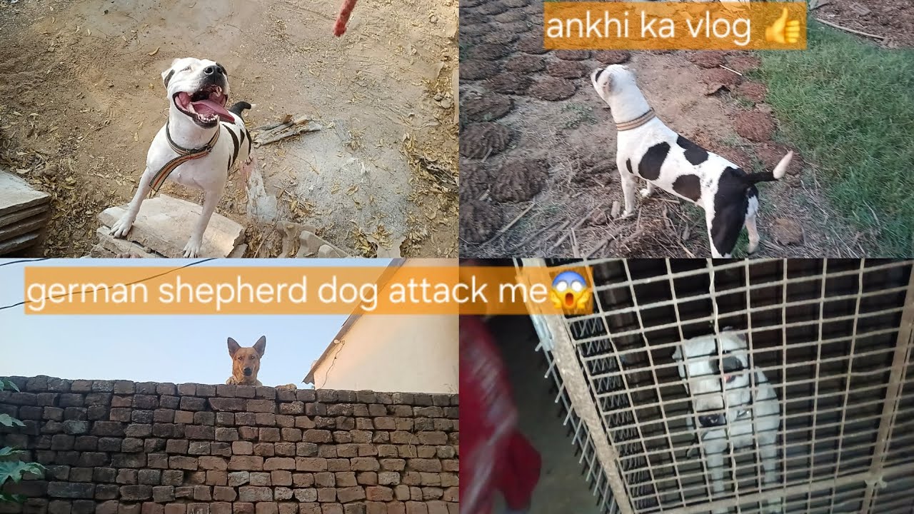 German shepherd dog ne attack kiya😱 aaj Pura vlog ankhi ka hi bna 👍#mayankdogsfamily#videos#dogs 