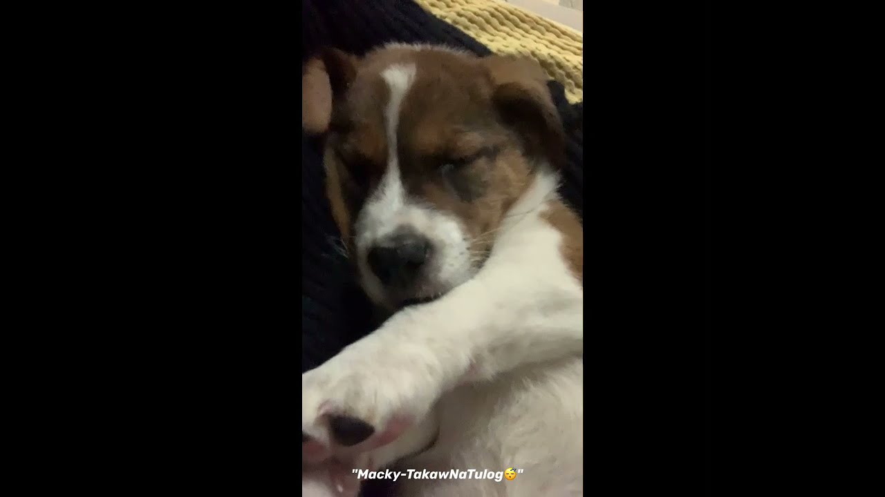 Macky the Doggie🐶 ArfArf