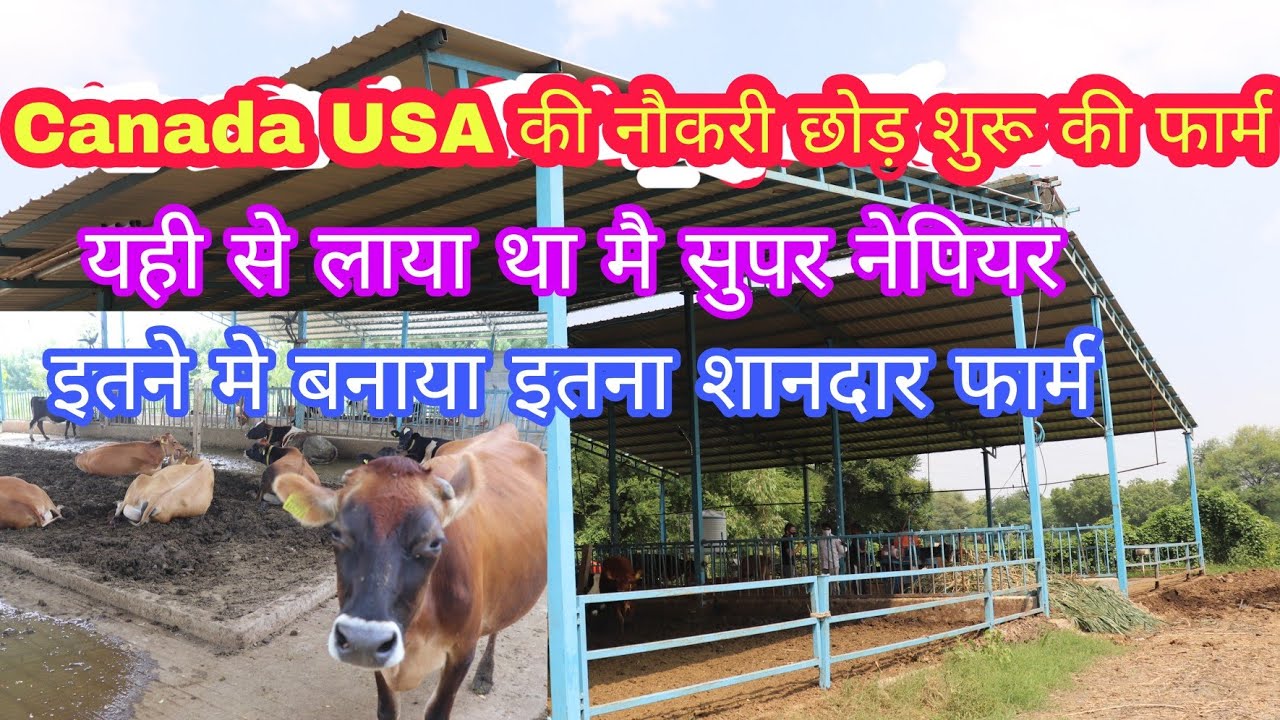 Canada USA की नौकरी छोड़ शुरू की फार्म///JK Dairy Farm Anand Gujarat
