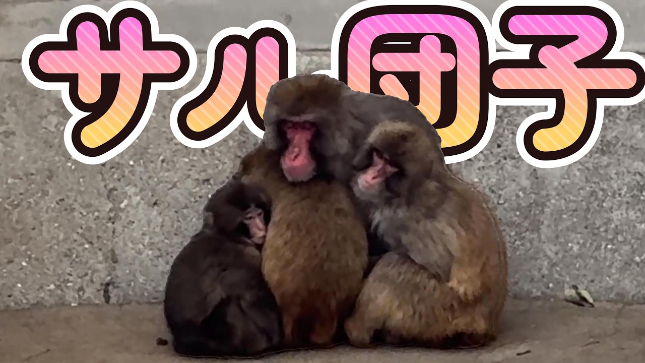 番外編 あーパンチくんがサル団子！！【番外編】【市川市動植物園】ニホンザル