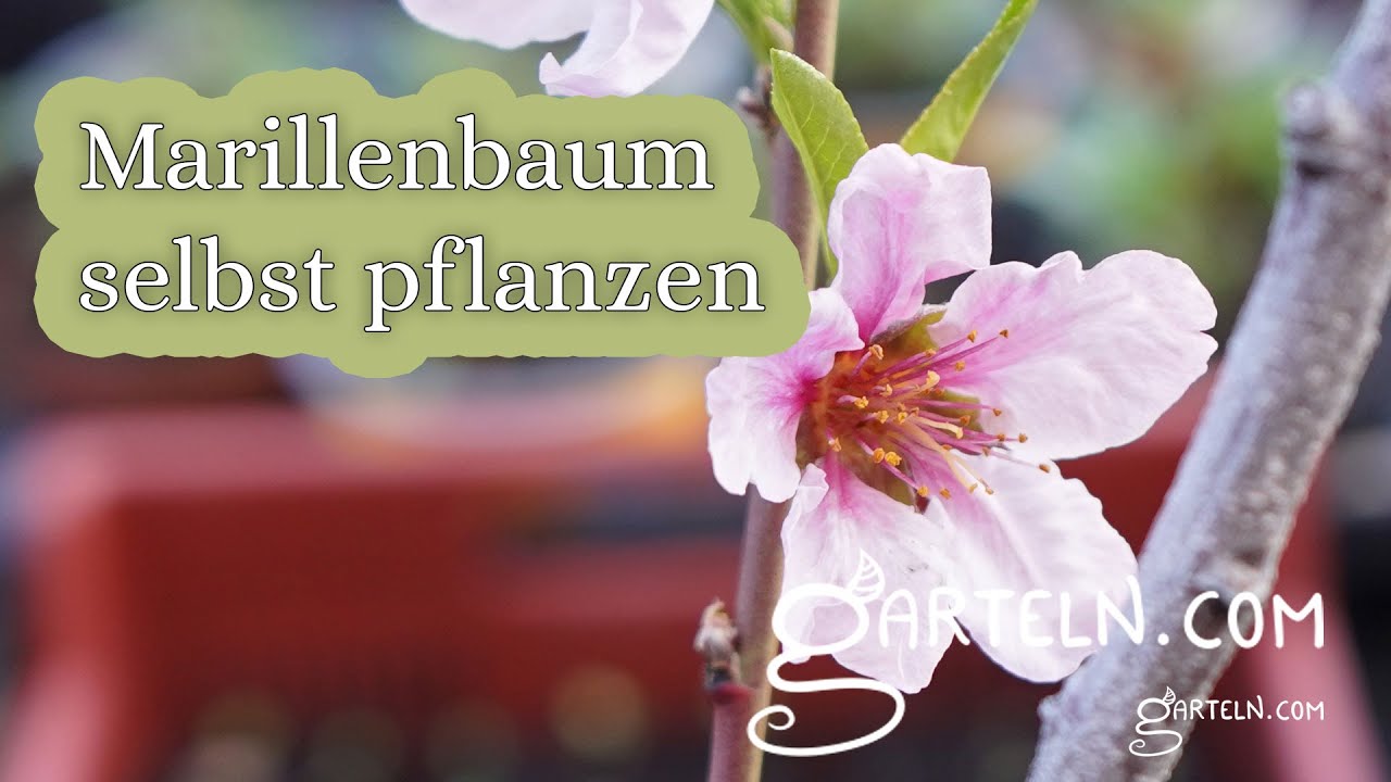 Marillenbaum (Aprikose) selbst pflanzen - Vorbereitung, Standort und Sorte