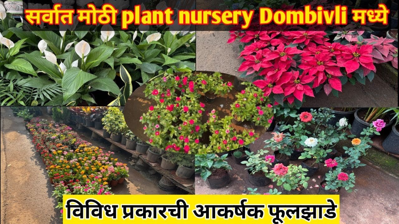 सर्वात मोठी plant nursery Dombivli मध्ये | Plants nursery Cheapest price | Nursery Plants