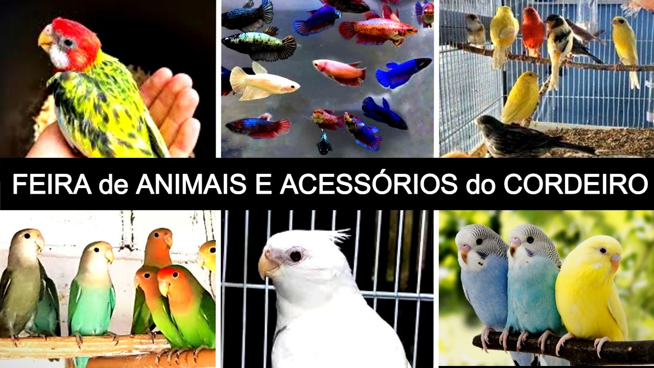 Feira de Pássaros e Gaiolas do Cordeiro  08/03 #gaiola #passaros #criarpassaros