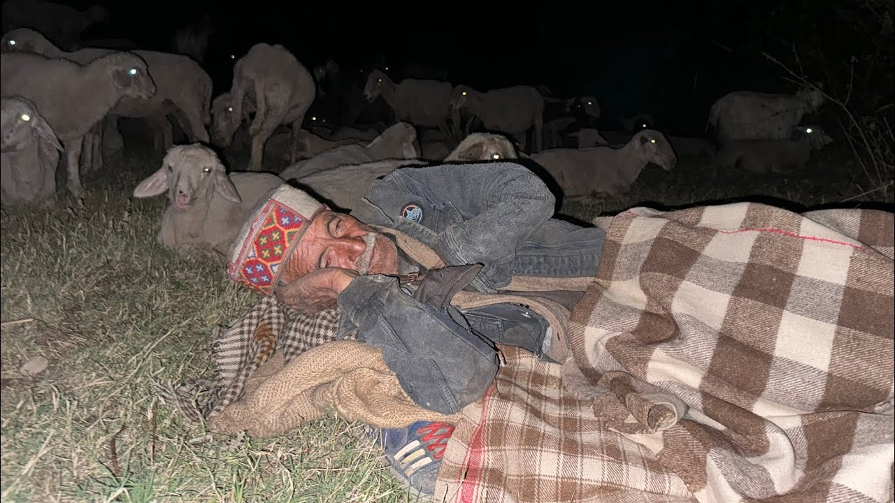 80-Year-Old Shepherd Lives in the Wild Forest With Sheep