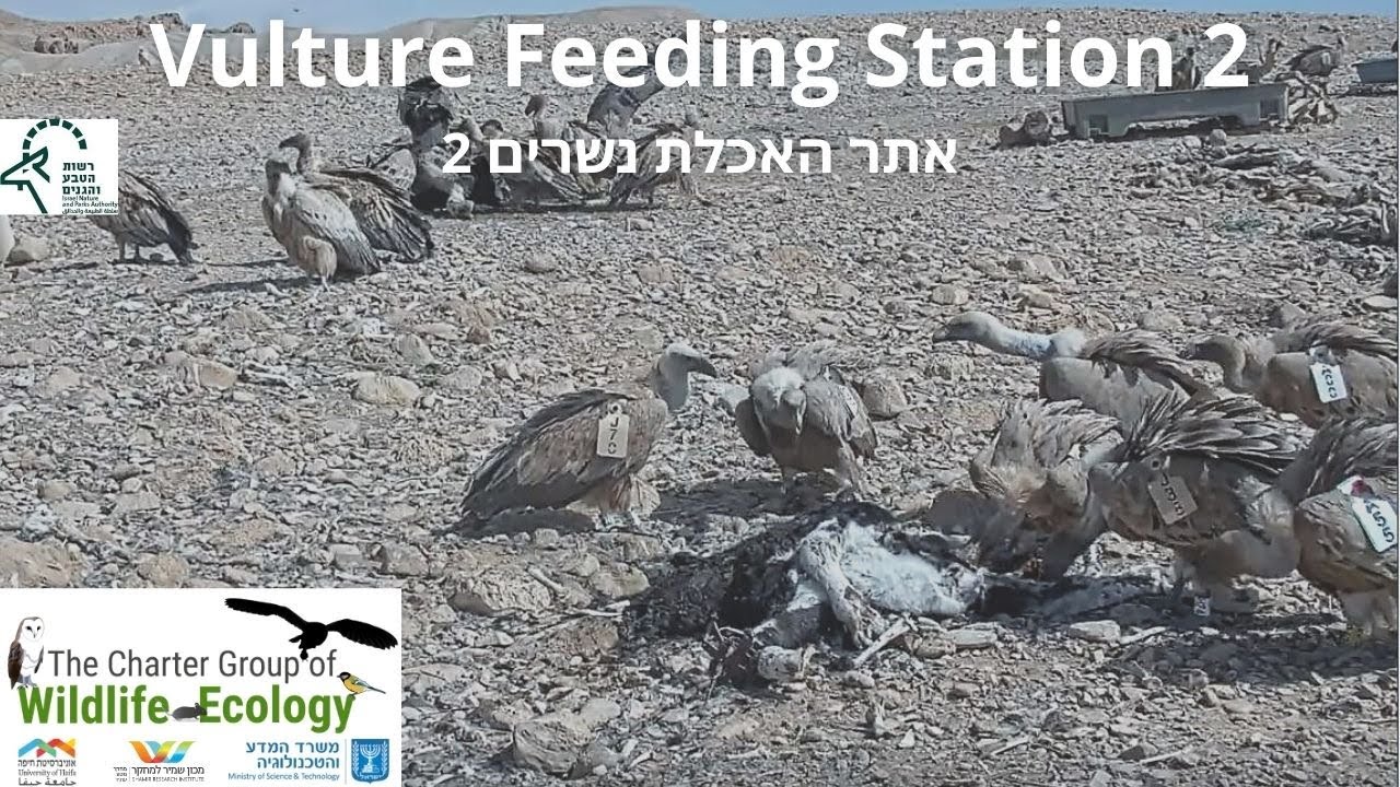 Vulture Feeding Station2 נשר|Israel Nature and Parks Authority|The Charter Group of Wildlife Eco