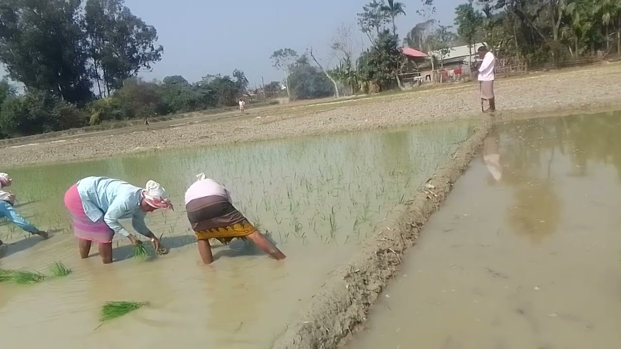 Assamese video