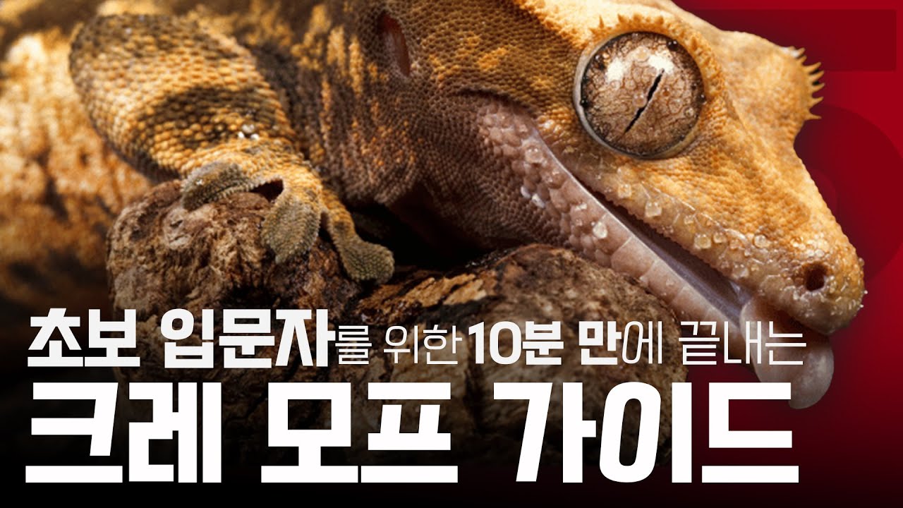 크레 '모프'가 대체 뭐죠? 10분 만에 완벽하게 이해시켜드립니다
