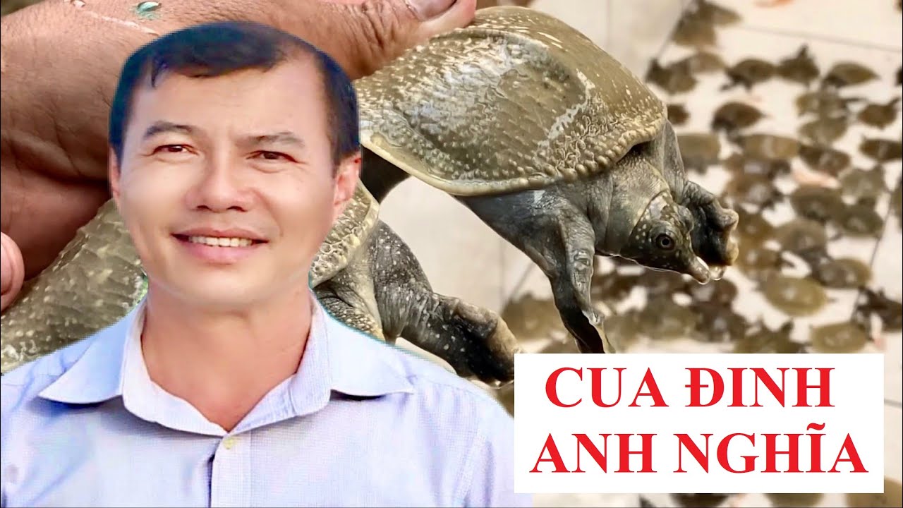 CUA ĐINH DỄ NUÔI - HIỆU QUẢ KHÁ   #nuoitom​​​​​ #thuhoachtom​​​​​ #thuysan #visinh #shorts
