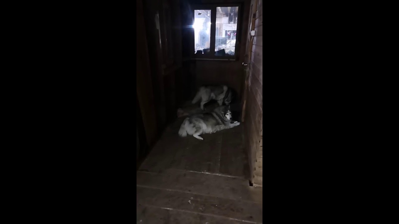 Прямой эфир с 10 #хаски