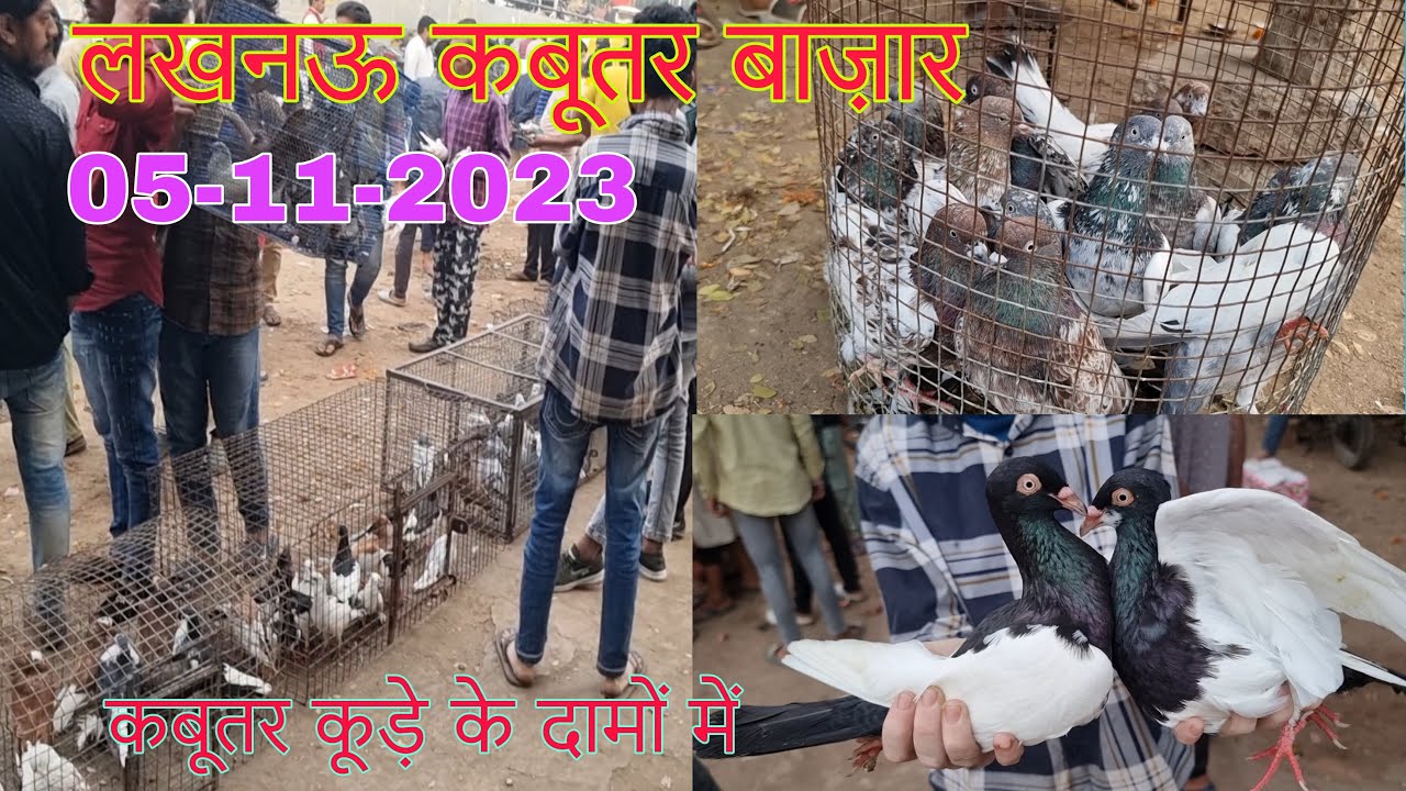 Lucknow kabootar market(Nakkhas) 05-11-2023. Lucknow birds market. लखनऊ कबूतर बाज़ार