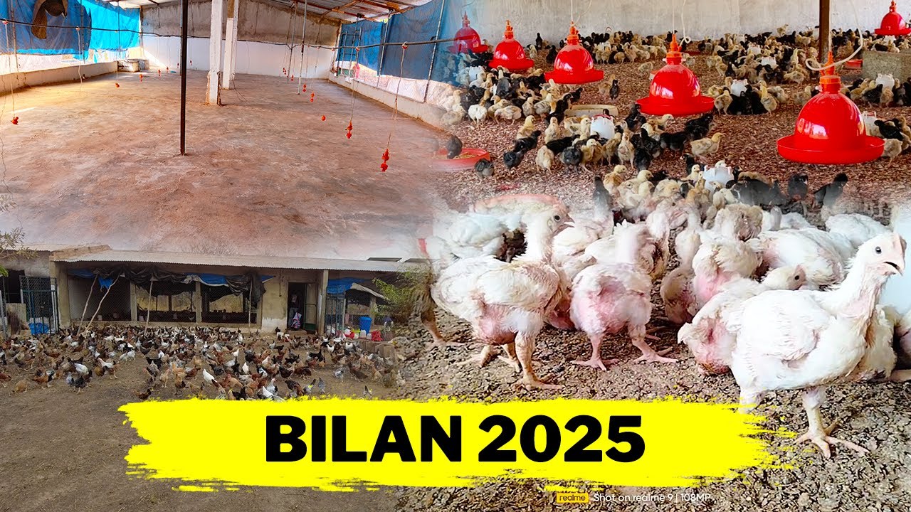 2025 : l’année la plus difficile à la ferme… réussites, échecs et leçons apprises