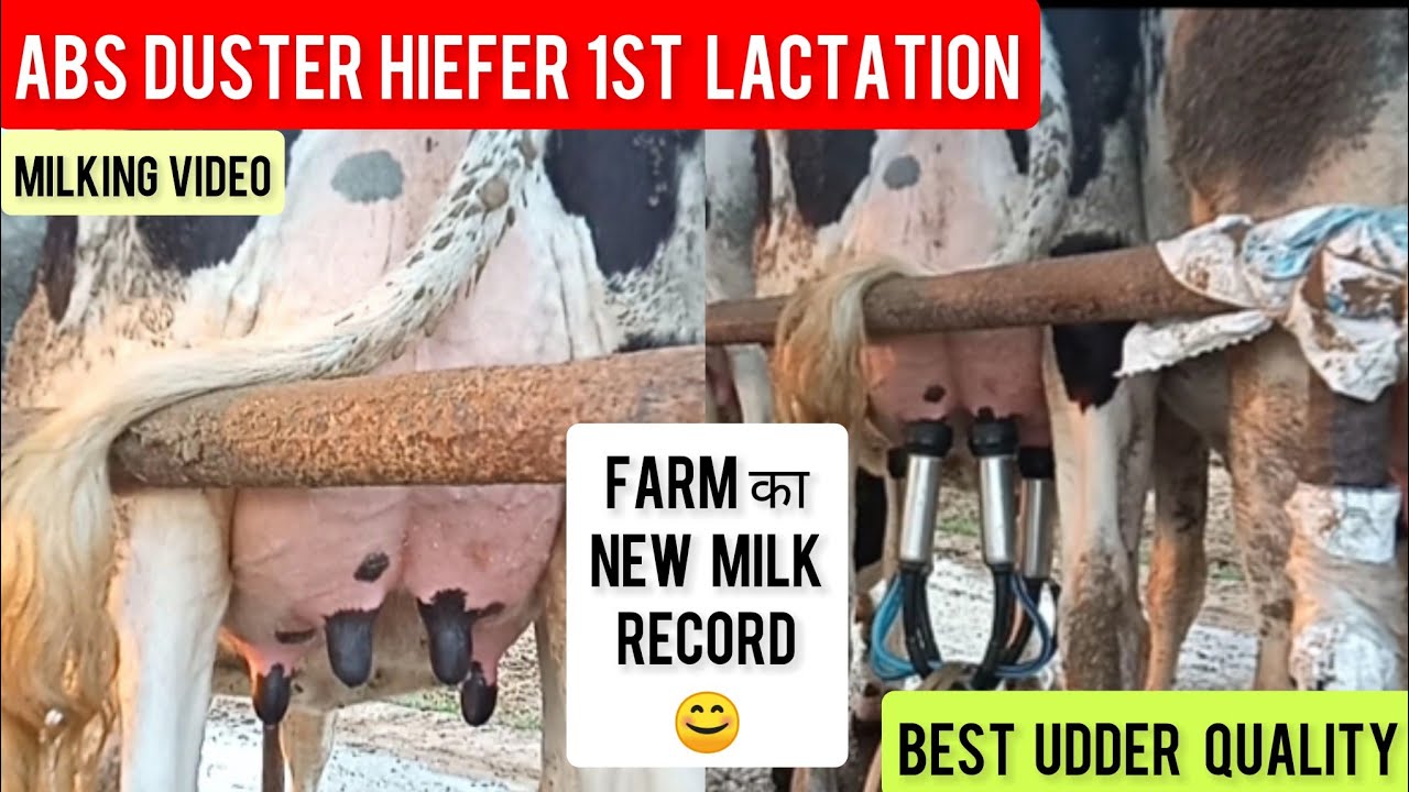 ABS DUSTER ने MILKING मैं तोड़ दिए FARM के सारे RECORD🐄1ST LACTATION HEAVY MILKING🐄#mannfarms