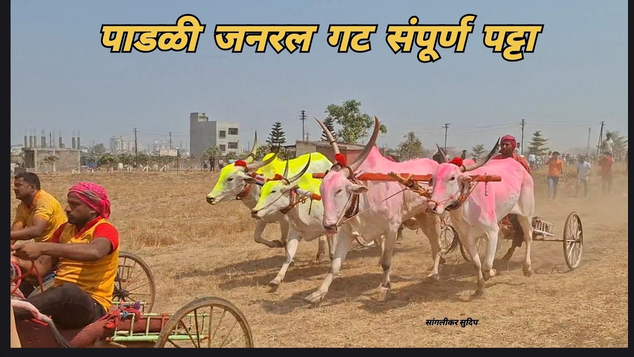पाडळी जनरल | १ संग्राम धडस स्वतः २ स्टार वश्या-नखऱ्या ३ जंगम साहेब - कळंबा चिमण्या | टॉप ची लढत