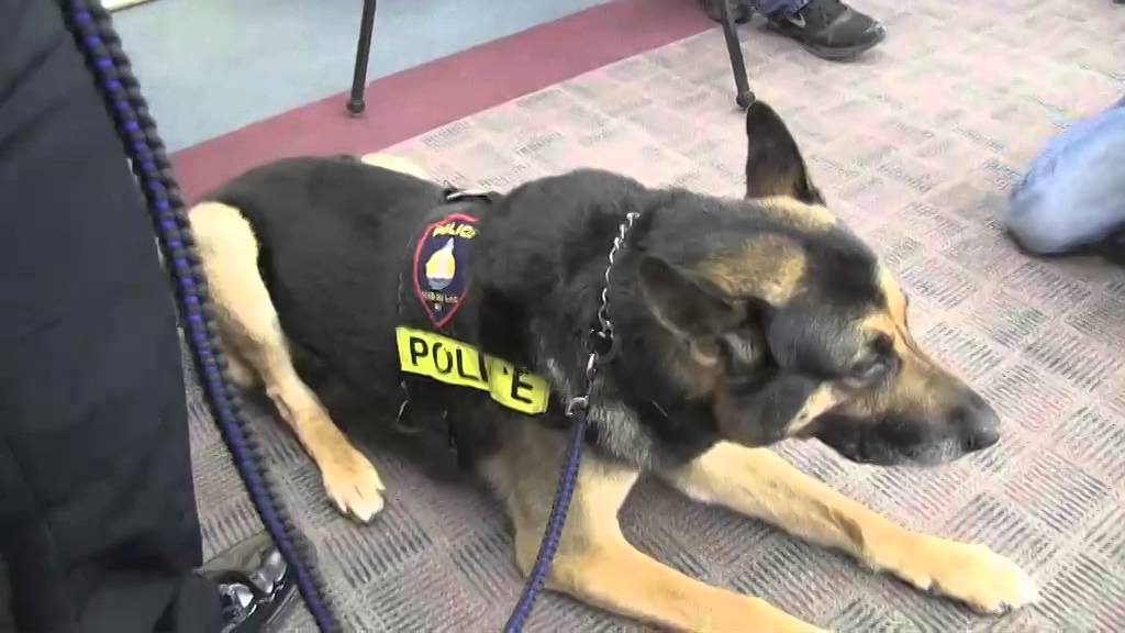 K-9 Grendel's retirement
