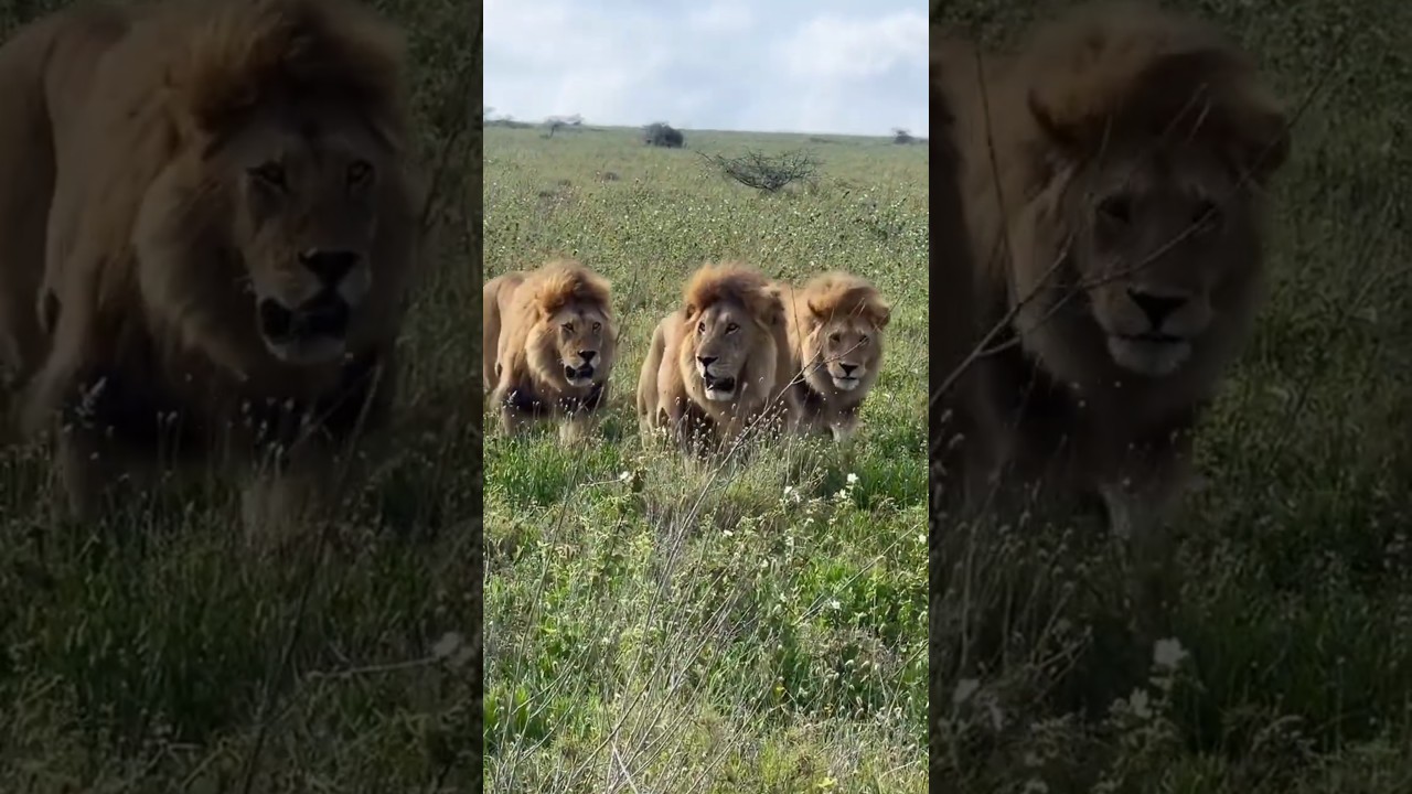 Three Powerful Lion Brothers Patrolling Their Territory | Maasai Mara National Reserve, Kenya