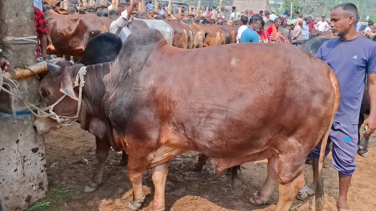 আজ ৭ মার্চ ২৬ | চট্রগ্রামের খামারী সবচেয়ে বড় বড় শাহিওয়াল ষাঁড় কেমন দামে কিনছেন | আমবাড়ী হাট 