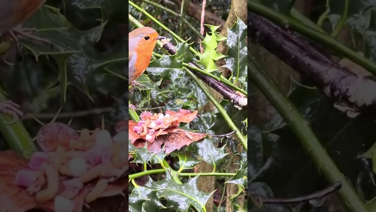 Фредди, малиновка 🥰 #freddytherobin #fredtherobin #robin #gardenbirds #wildlife
