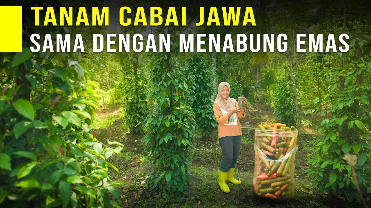 Tanam Sekali Panen Terus Selama Puluhan Tahun! Cabai Jawa Usaha Pasti Untung Harga Ratusan Ribu/Kg
