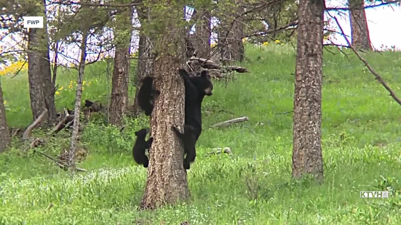 Montana woman to pay $4,000 in restitution after eight black bears removed from property