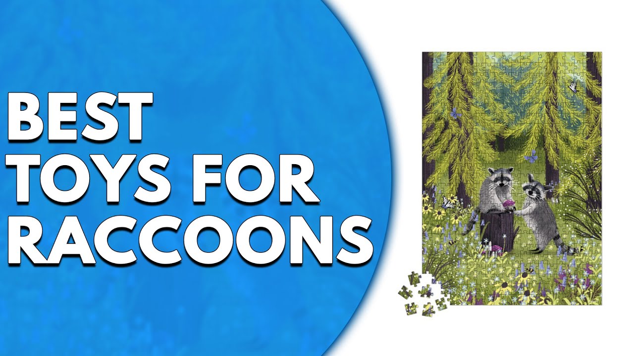 Best Toys for Raccoons: Keep Your Pet Raccoon Entertained
